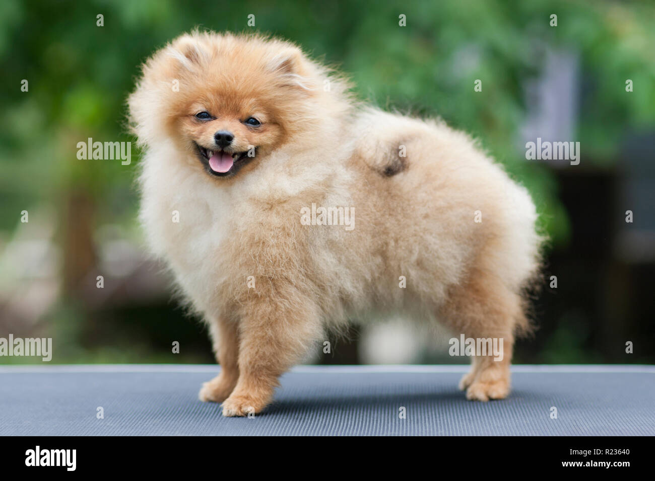 Sorriso di cane spitz di Pomerania. Ritratto piccolo Pomerania sorridente cane. Autunno a piedi del cane di Pomerania in ottobre giornata di sole. Foto Stock