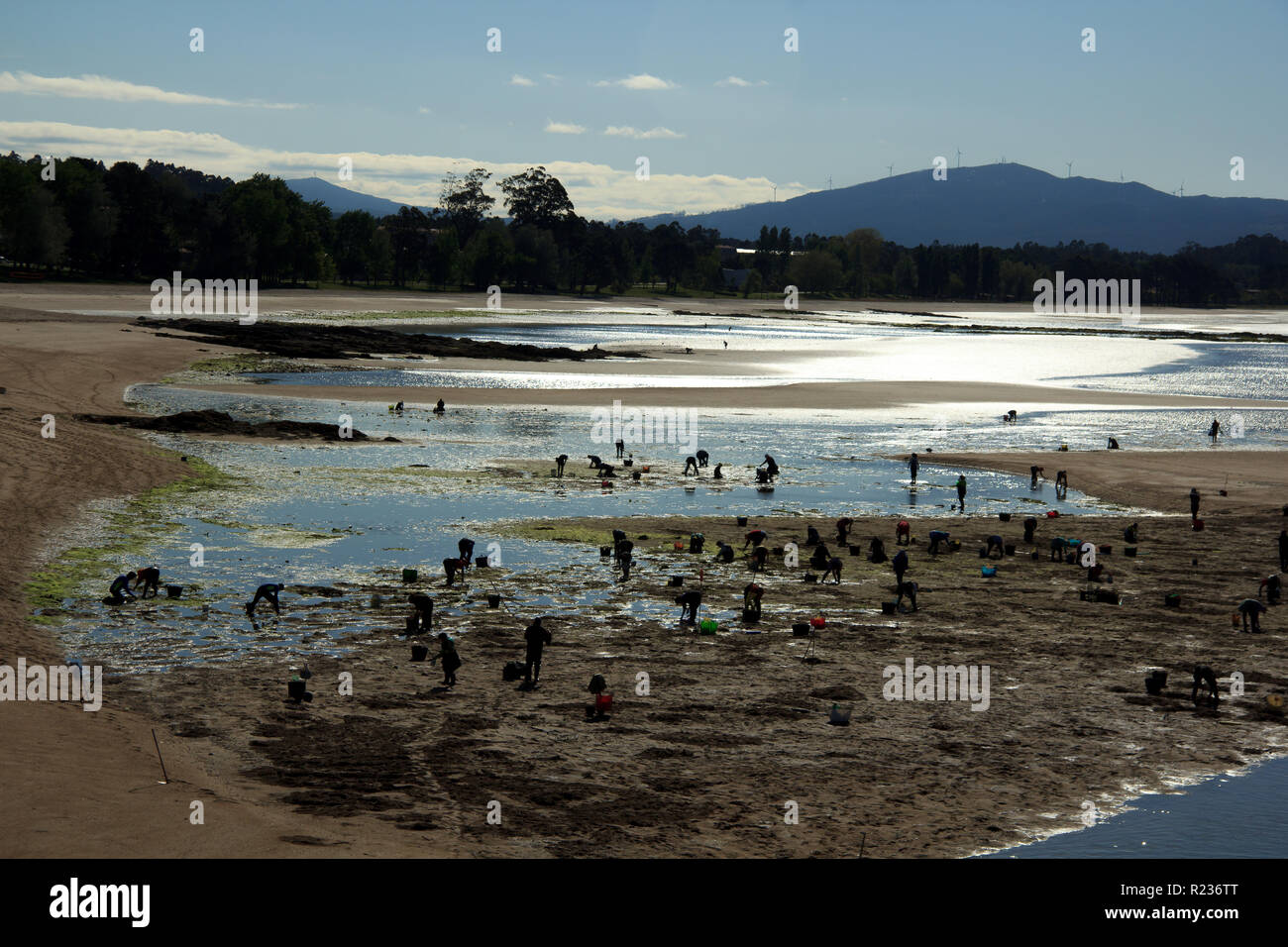 Mariscadoras di un grafico a torta Foto Stock