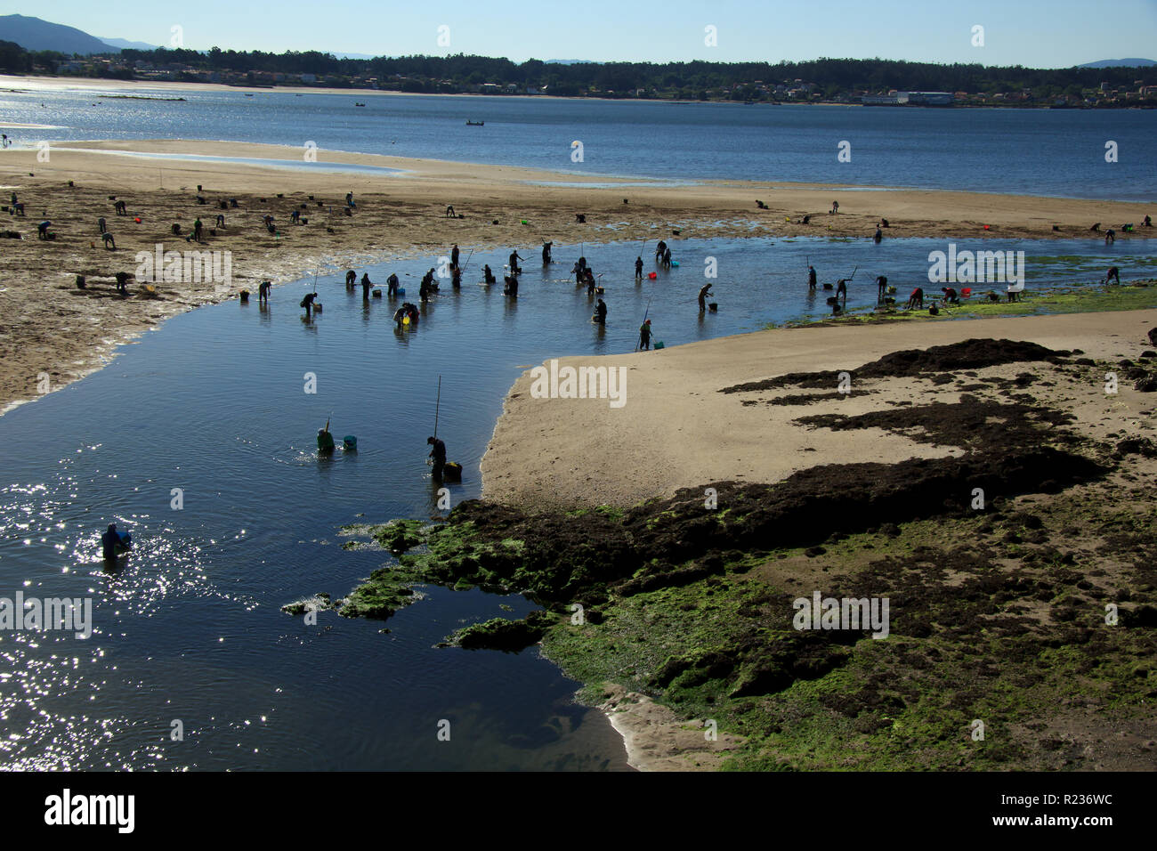 Mariscadoras di un grafico a torta Foto Stock