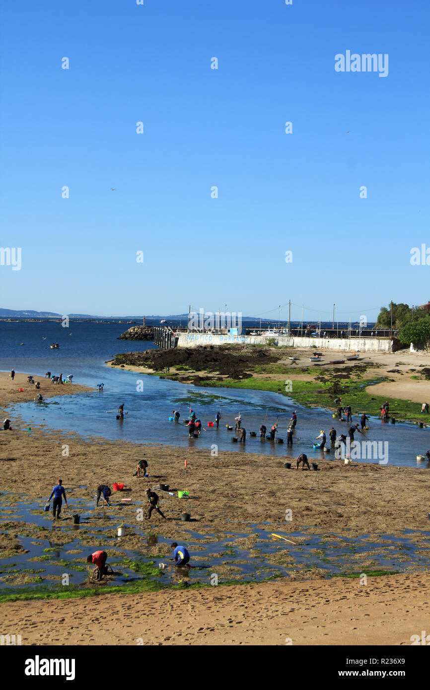Mariscadoras di un grafico a torta Foto Stock