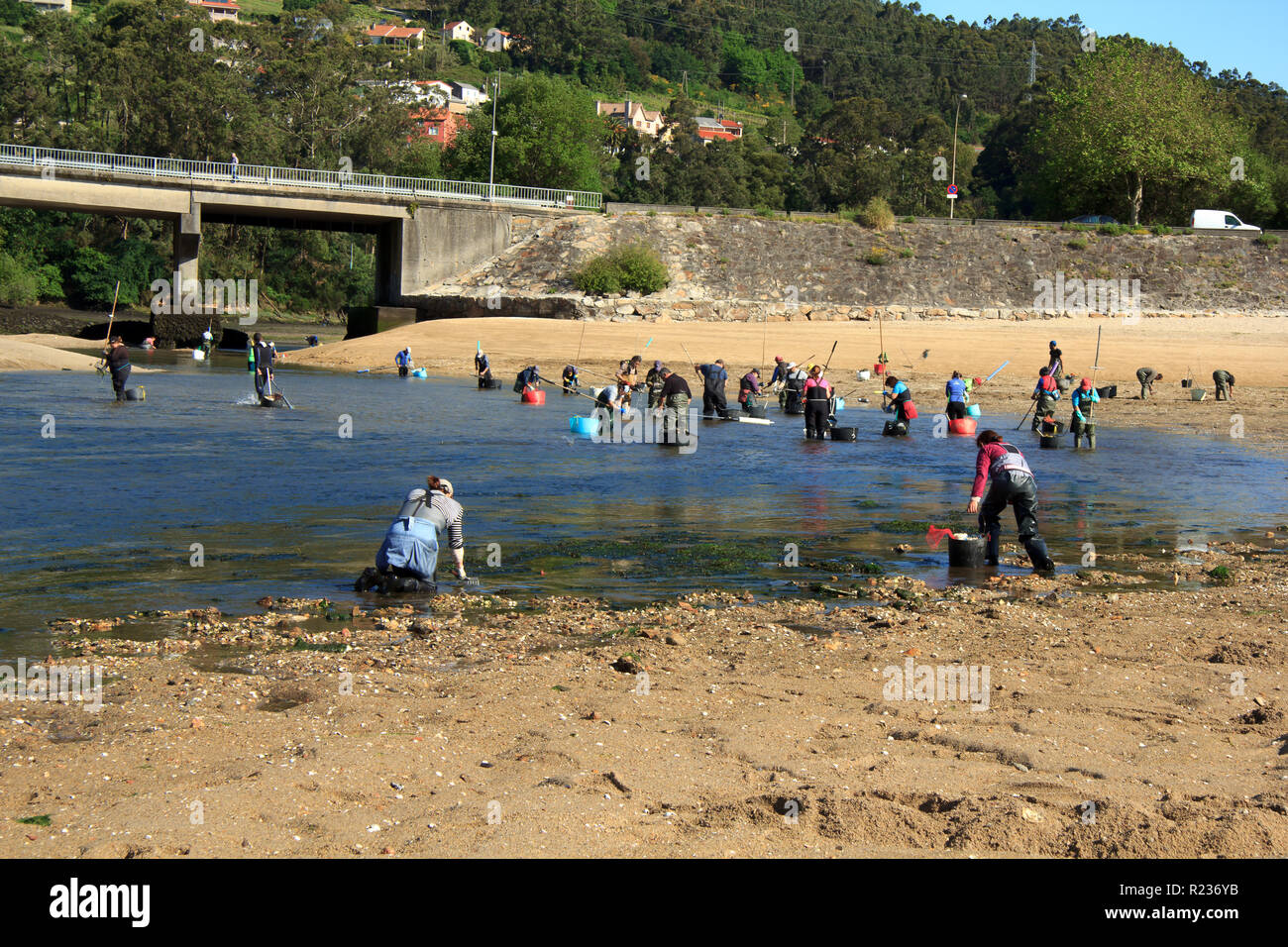 Mariscadoras di un grafico a torta Foto Stock