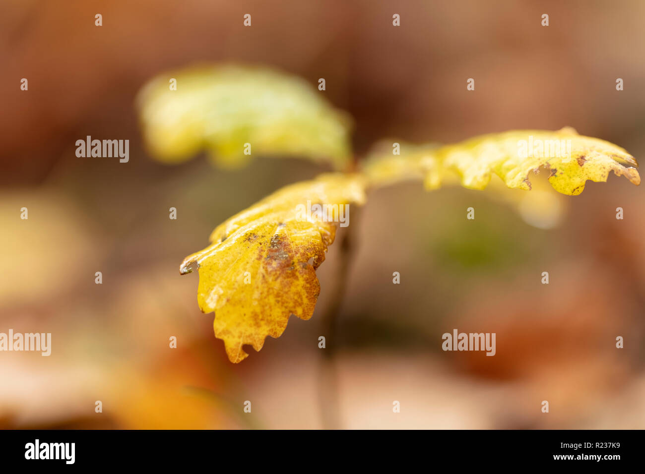 Acorn alberello di quercia Foto Stock