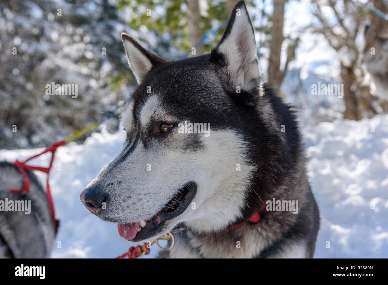 Ragazza con husky cane nelle montagne innevate su una luminosa giornata di sole Foto Stock