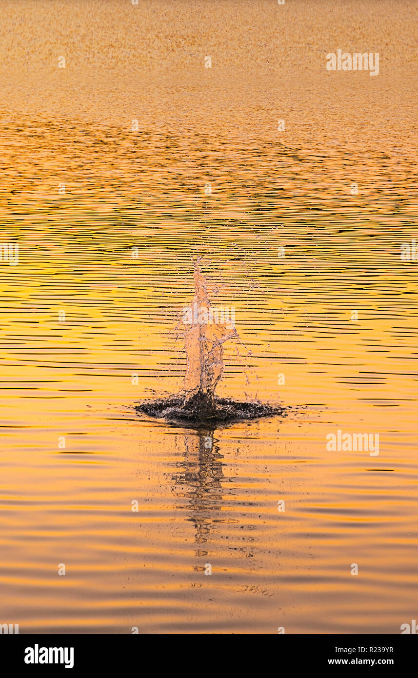 Splash nel lago al tramonto, Pennsylvania, STATI UNITI D'AMERICA Foto Stock