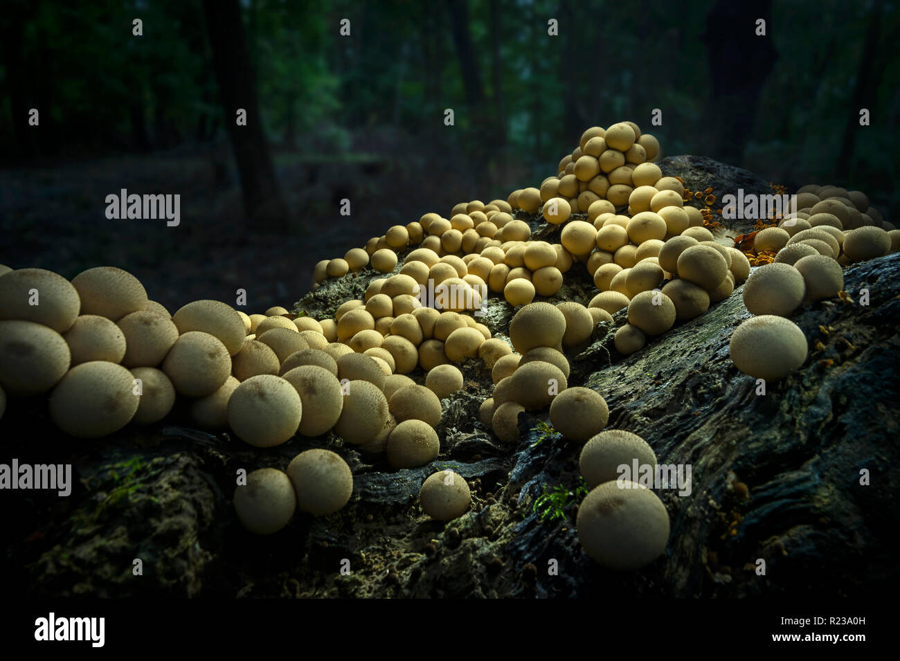 Molti funghi che crescono su Log In foresta, Pennsylvania, STATI UNITI D'AMERICA Foto Stock