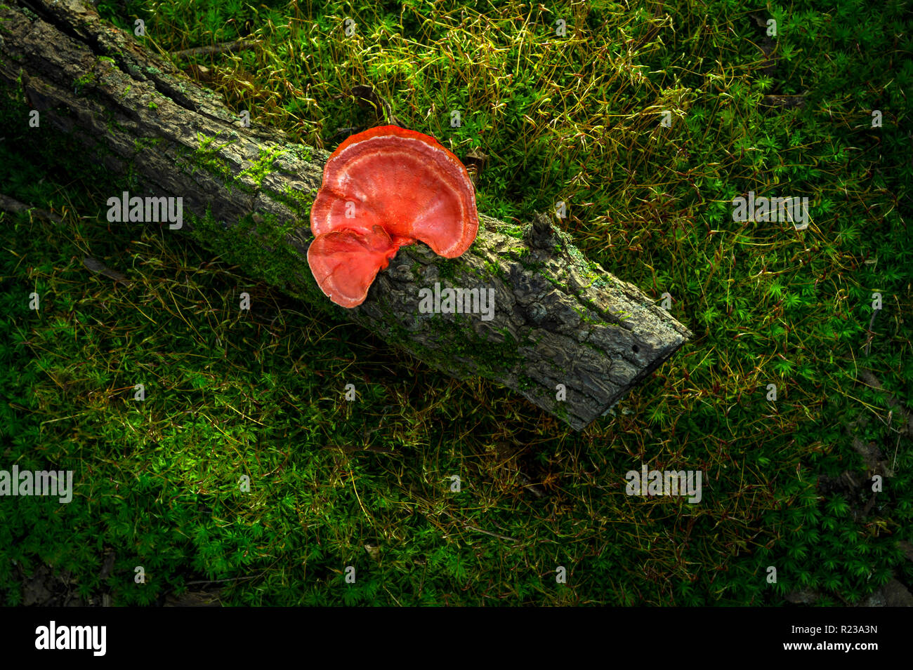 Fungo rosso sul log, Pennsylvania, STATI UNITI D'AMERICA Foto Stock