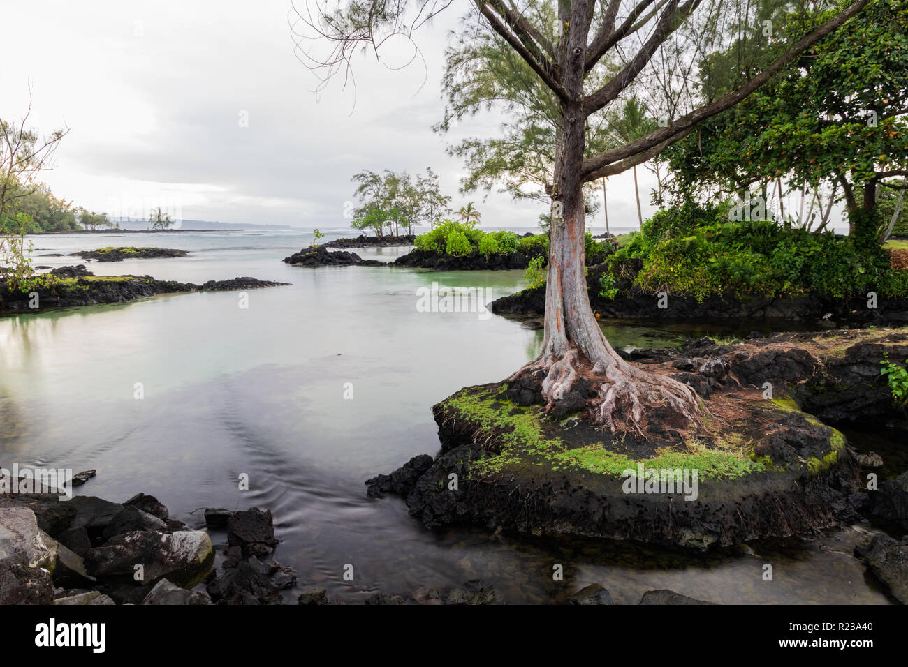 Tranquillo ingresso alla spiaggia hawaiana in Hilo, Hawaii. Albero in piedi sulla roccia protrucing; affioramenti di rocce e vegetazione in background. Foto Stock