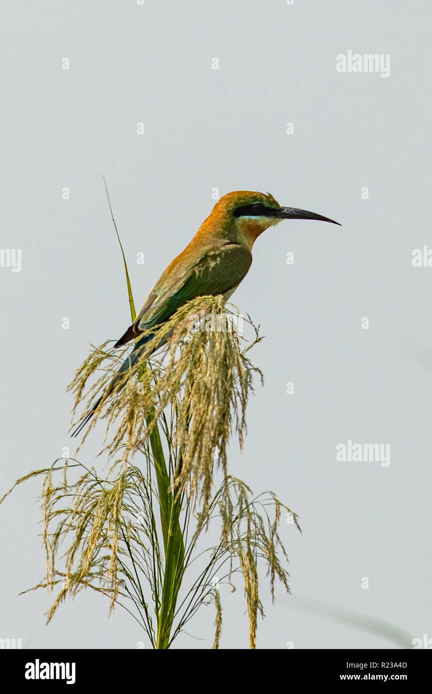 Blu-tailed gruccione, Merops philippinus philippinus a Kerala acque Foto Stock