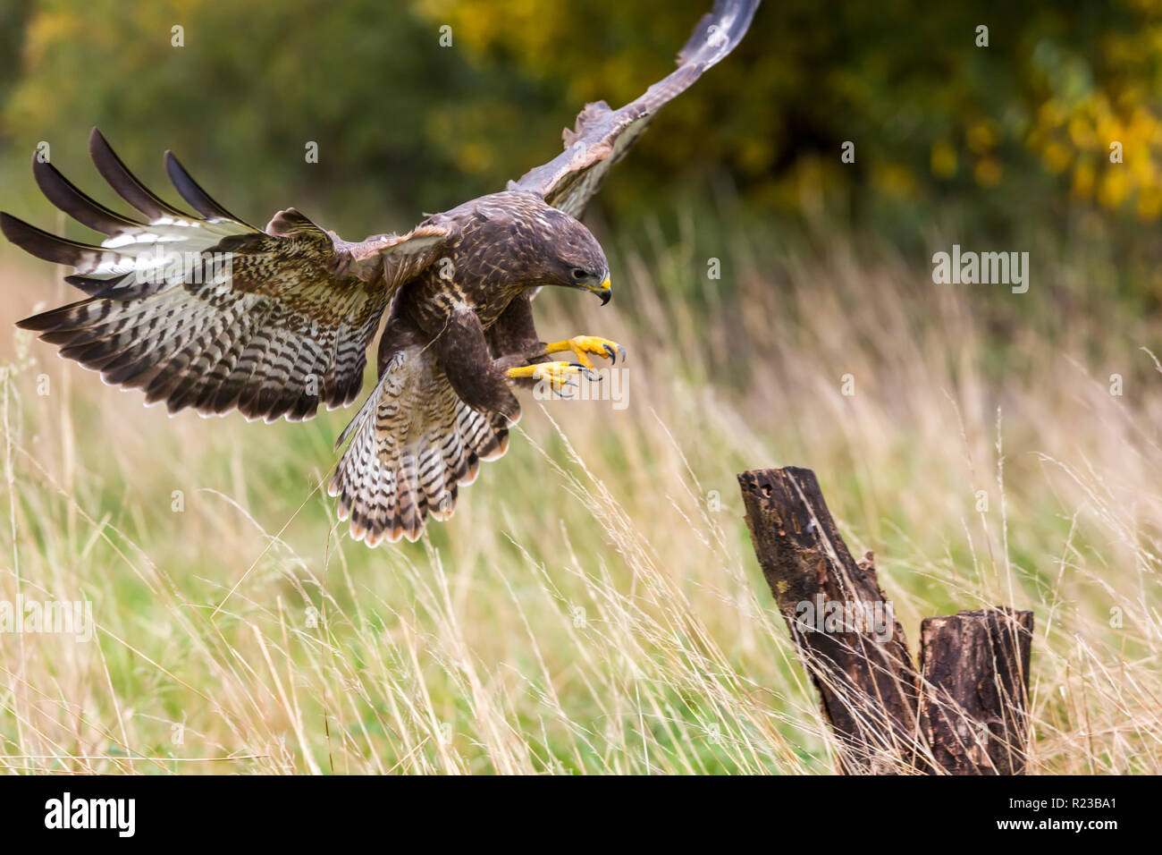 Una Poiana selvatici di atterraggio su un ceppo di albero.La poiana è un rapace dell'Hawk e Eagle famiglia. Foto Stock