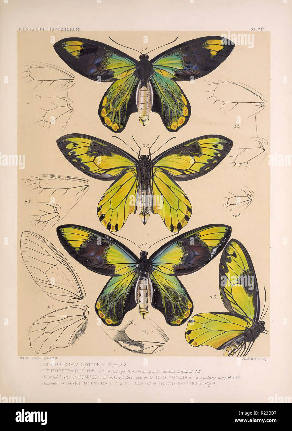 Bella vintage disegnati a mano illustrazioni di farfalle esotiche dal vecchio libro. Può essere usato come un poster o un elemento decorativo per la progettazione di interni. Foto Stock