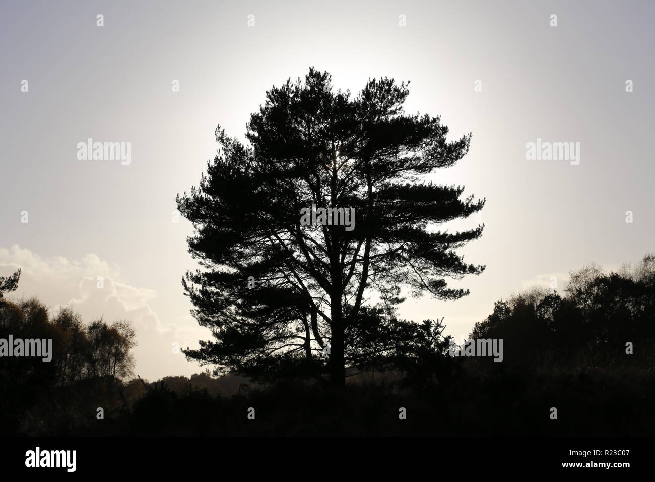 Silhouette di albero Foto Stock