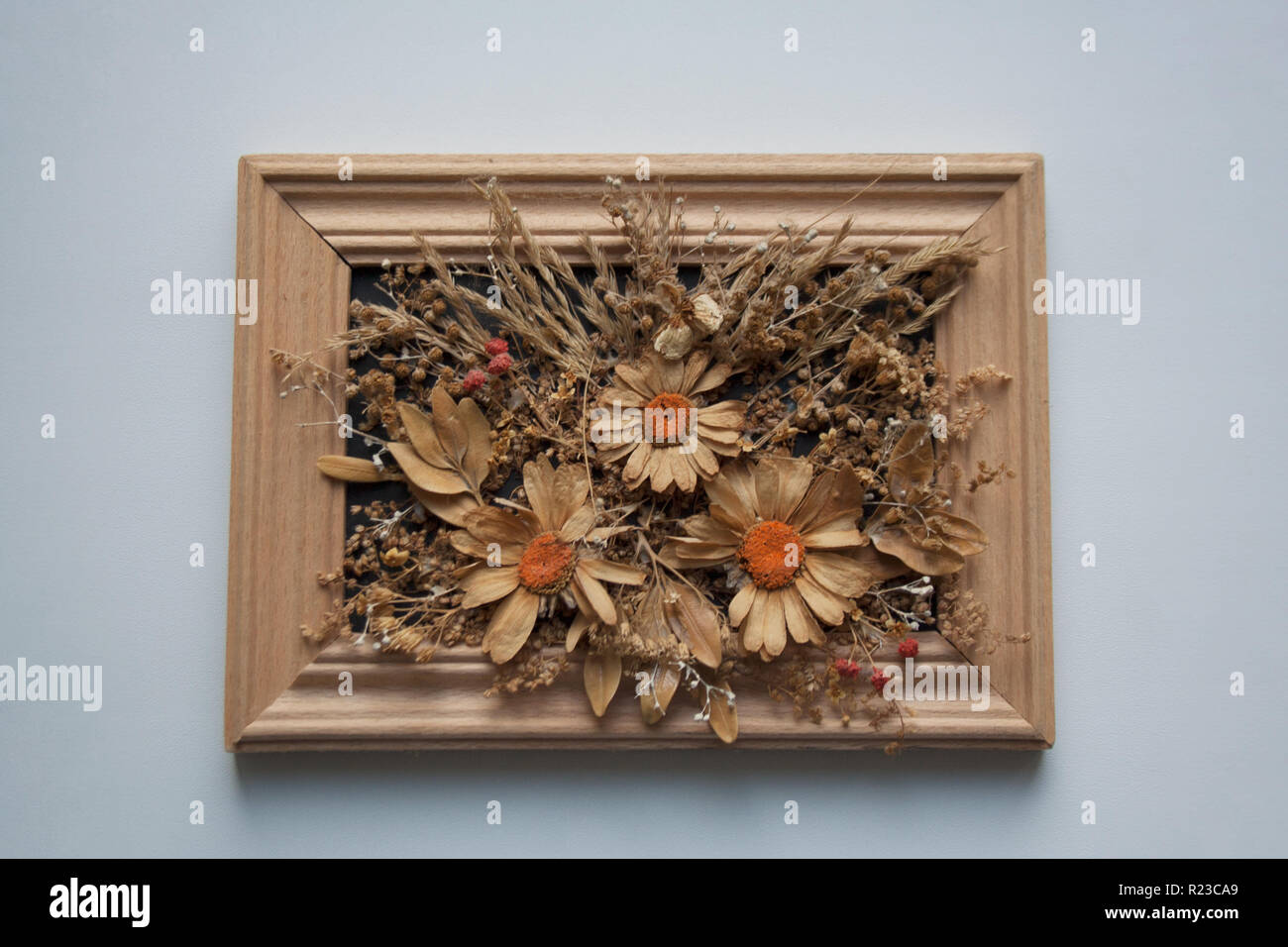 Asciugare i fiori e le erbe in un erbario composizione all'interno del telaio di legno isolato su sfondo bianco Foto Stock