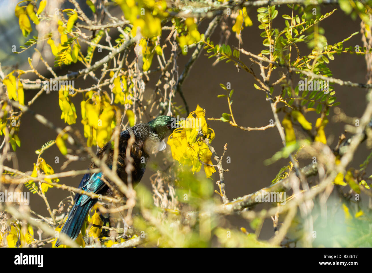 Nativo di Tui Nuova Zelanda bird feed su nectar su fiori gialli in una struttura ad albero kowhai in primavera a fuoco selettivo. Foto Stock