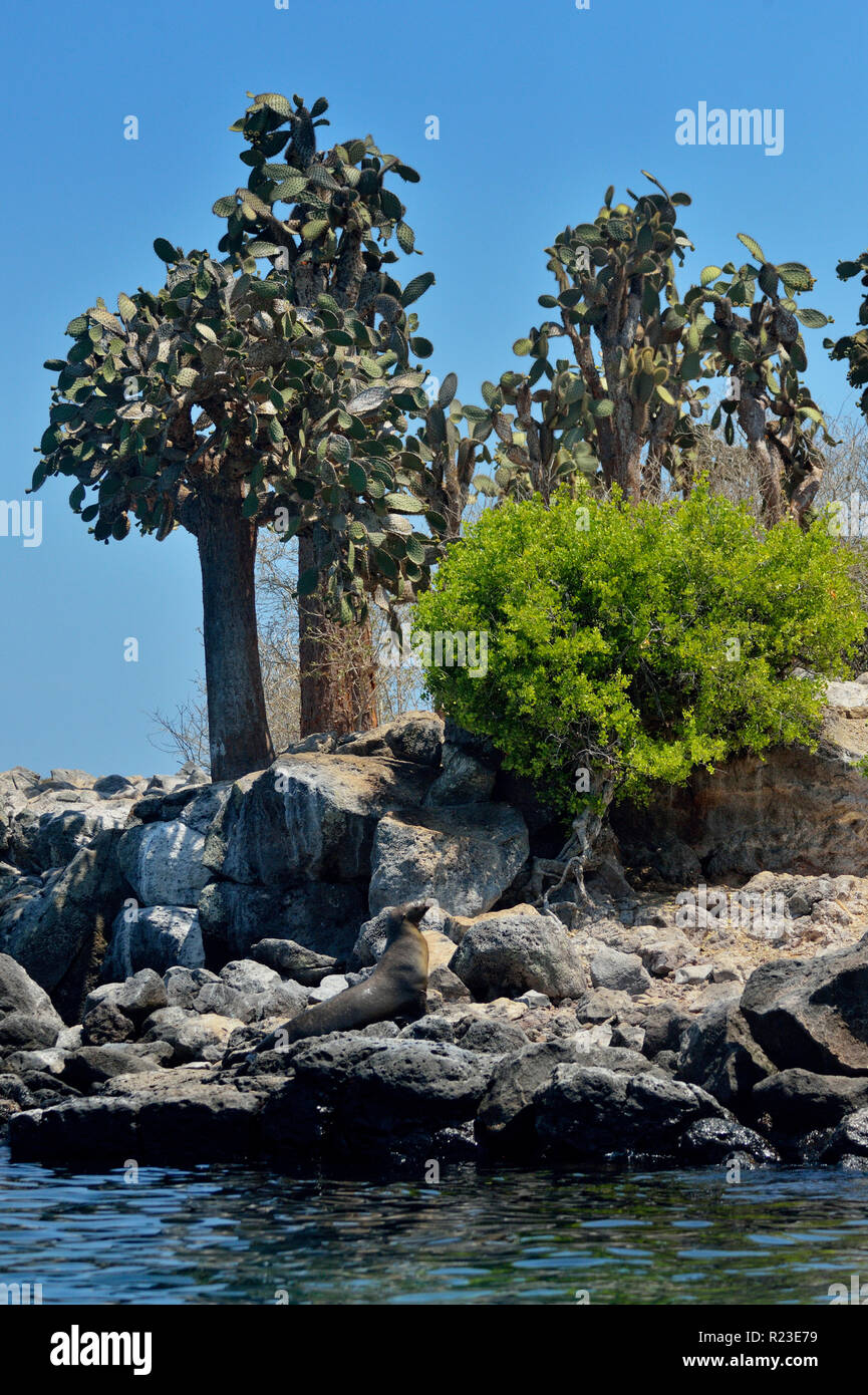 Tree cactus e cespugli verdi sull'Isola di Santa Fe, Isole Galapagos National Park, l'isola di Santa Fe, Ecuador Foto Stock