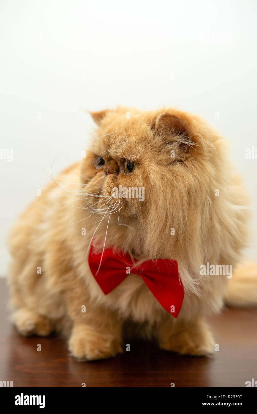 Immagine del gatto di zenzero in rosso il filtro bow tie seduta Foto Stock