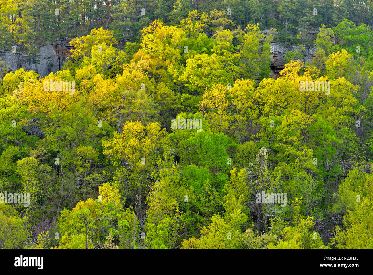 Montagna di molla emergenti fogliame vicino a Mt. Sherman, Buffalo National River, Arkansas, STATI UNITI D'AMERICA Foto Stock