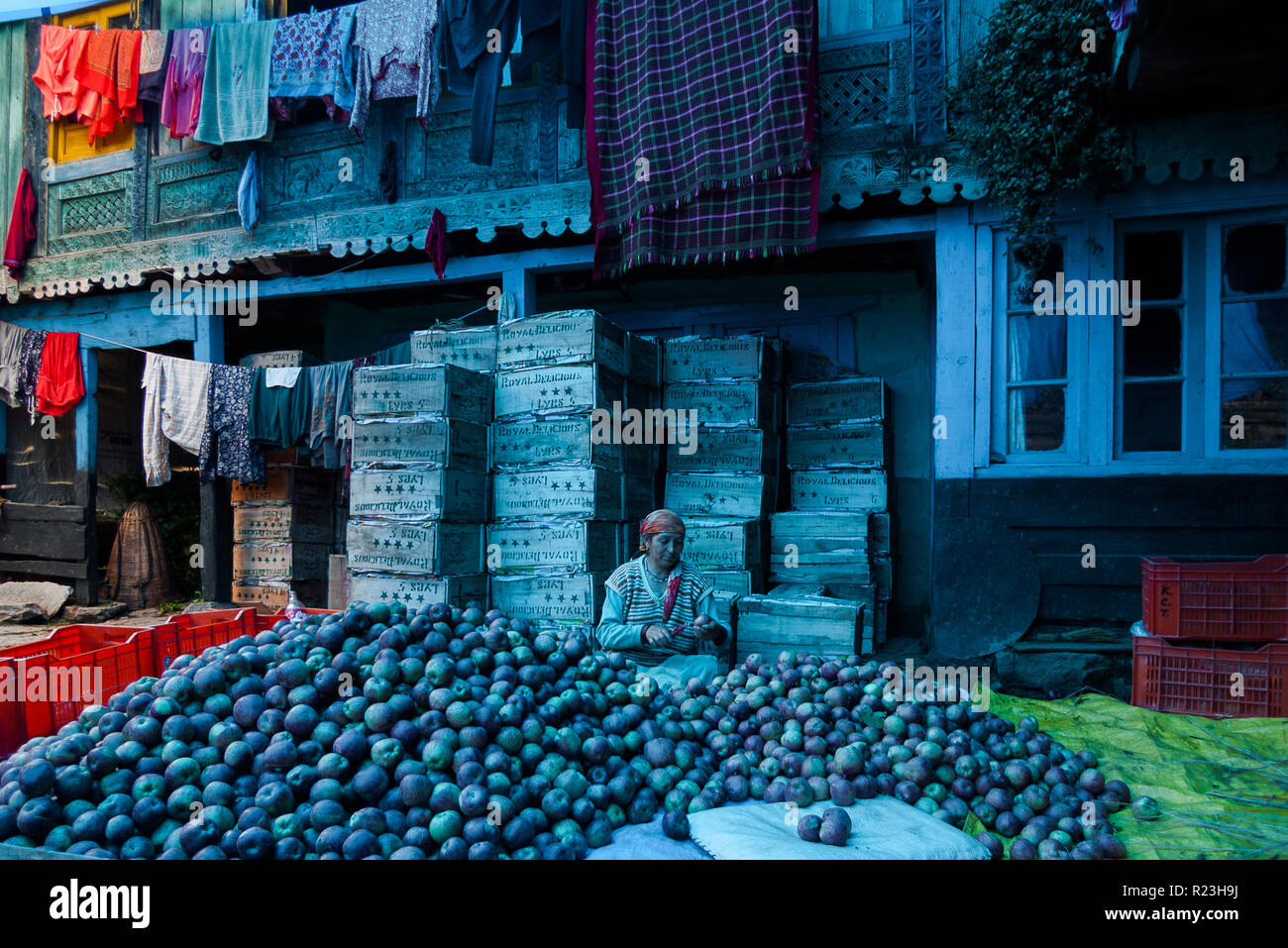 India, Himachal Pradesh, Vashisht: magazzino Apple e lavoratore locale preparando le mele. Foto Stock