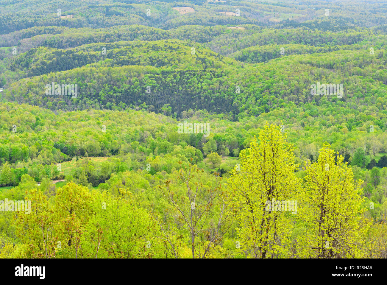 Buffalo River Canyon con bosco di latifoglie , Buffalo National River, Arkansas, STATI UNITI D'AMERICA Foto Stock