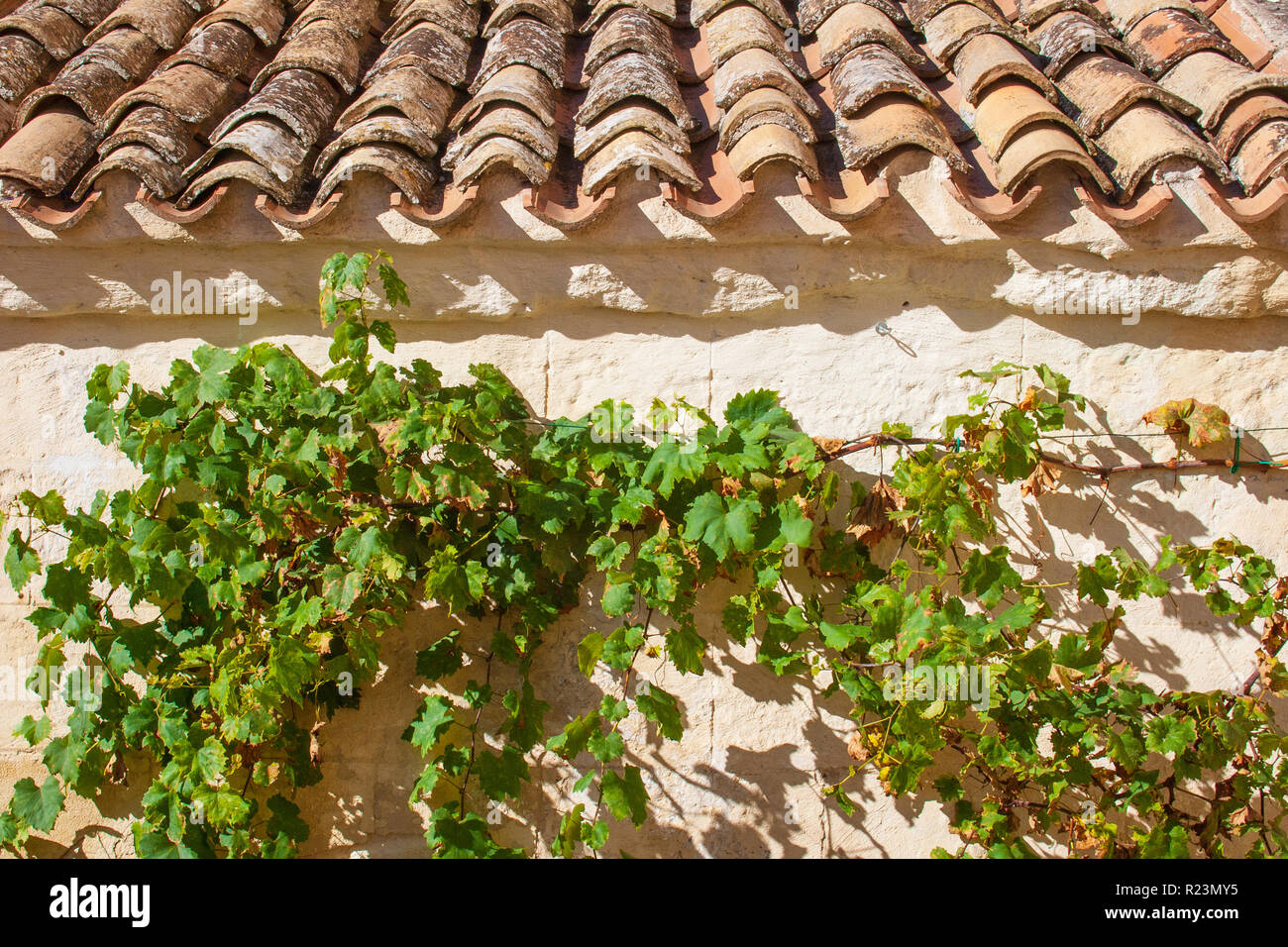 Vecchio tegole rosse del tetto e impianto di uva o ad albero. Sassi o pietre di Matera capitale europea della cultura 2019, la Basilicata, Italia Foto Stock