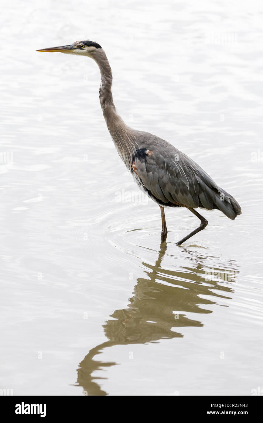 Un grande airone cenerino, fannini sottospecie, pesca sul bordo dell'acqua a Stanley Park,città di Vancouver, British Columbia, Canada Foto Stock