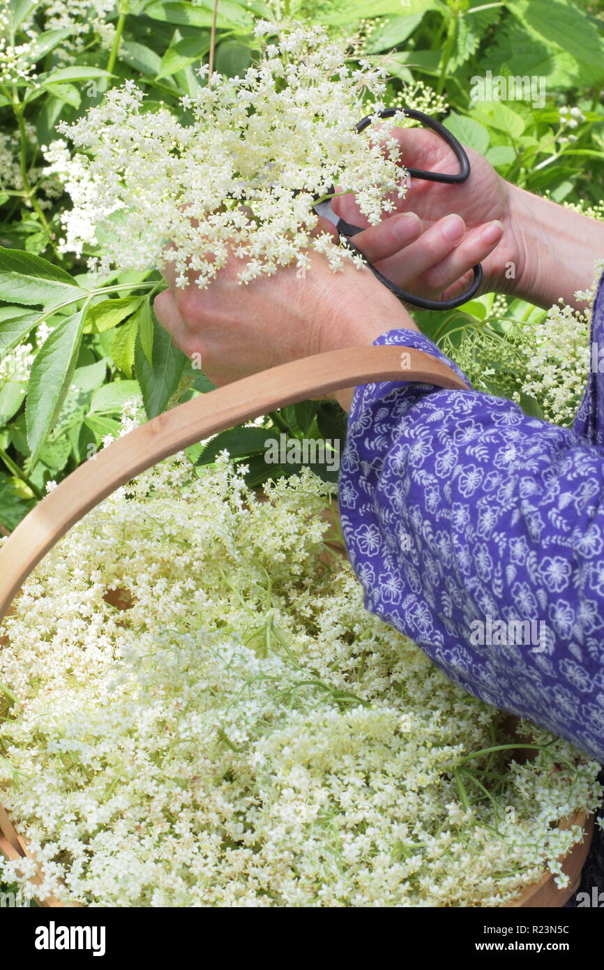 Sambucus nigra - Comune di sambuco. Siepe elderflowers essendo raccolti in un cesto in estate, REGNO UNITO Foto Stock