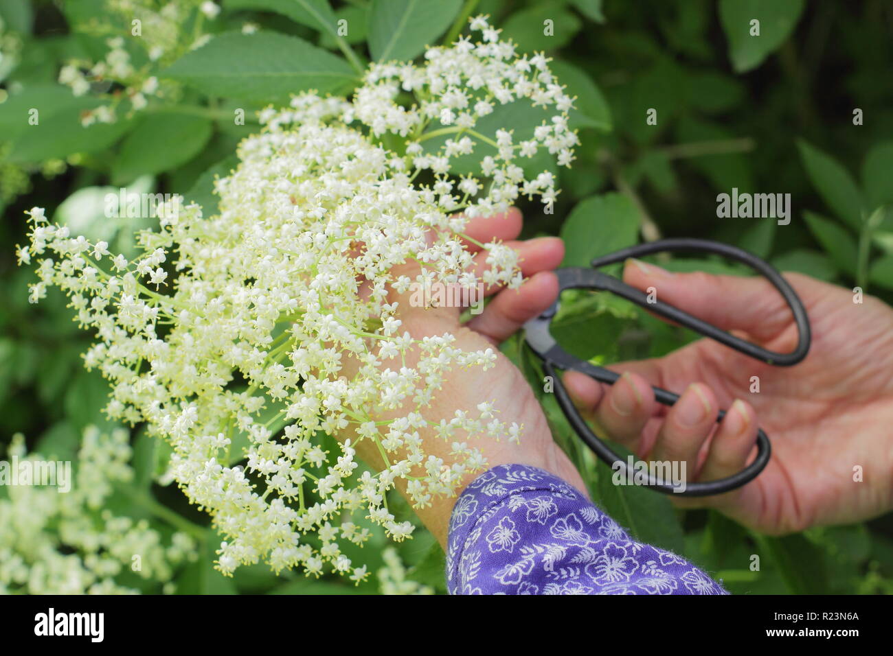 Sambucus nigra - Comune di sambuco. Una donna di raccolti siepe elderflowers in estate, REGNO UNITO Foto Stock