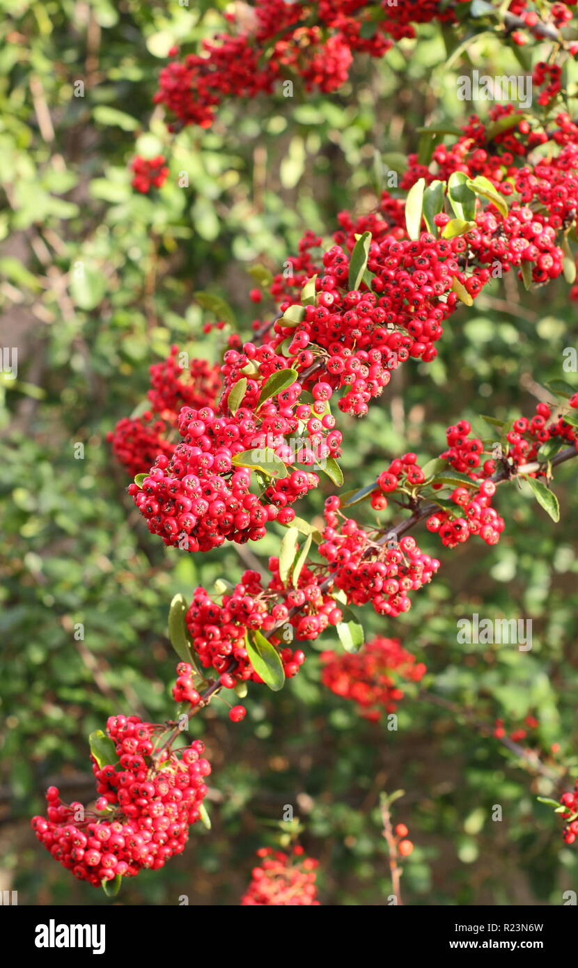 Autunno bacche di Pyracantha 'Saphyr Rouge', REGNO UNITO Foto Stock