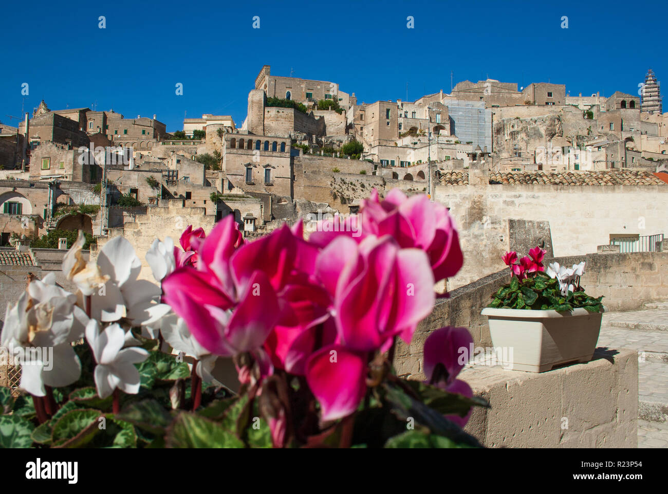 Viola e bianco ciclamino. Sassi o pietre di Matera capitale europea della cultura 2019, la Basilicata, Italia Foto Stock