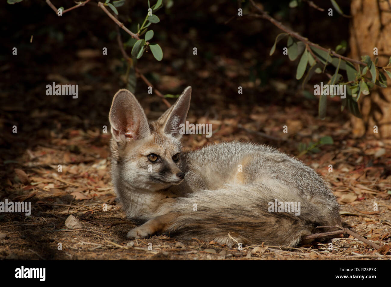 Israele nel deserto del Negev, Volpe di Blanford (Vulpes vulpes cana) un piccolo fox ha trovato in alcune regioni del Medio Oriente. Foto Stock