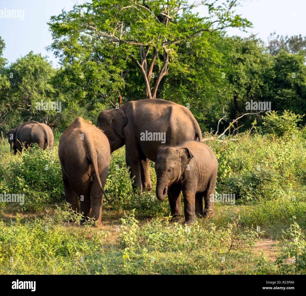 Famiglia di elefante in verde con il bambino rivolto verso l immagine e gli altri a piedi. Preso in Sri Lanka mattina Foto Stock