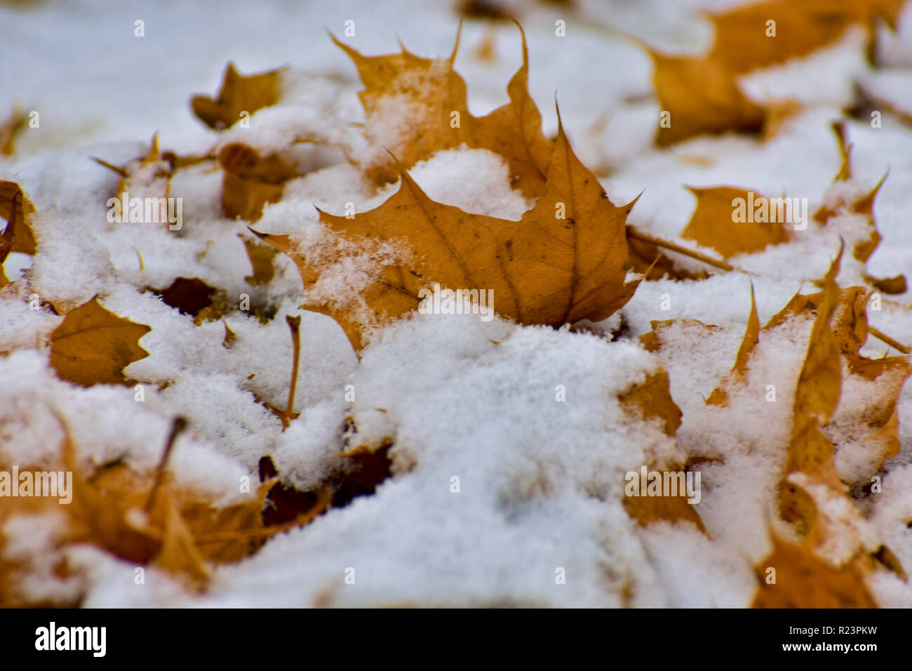 Coperta di neve foglie di acero. Questa è stata presa durante la prima nevicata. È stato trovato nel Michigan. Il tempo era freddo le mie mani congelate. Carino neve. Foto Stock