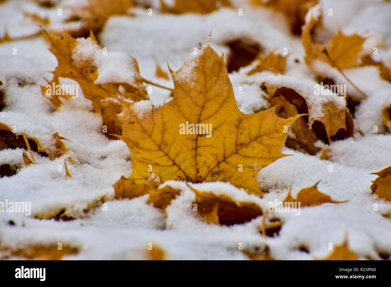 Coperta di neve foglie di acero. Questa è stata presa durante la prima nevicata. È stato trovato nel Michigan. Il tempo era freddo le mie mani congelate. Carino neve. Foto Stock