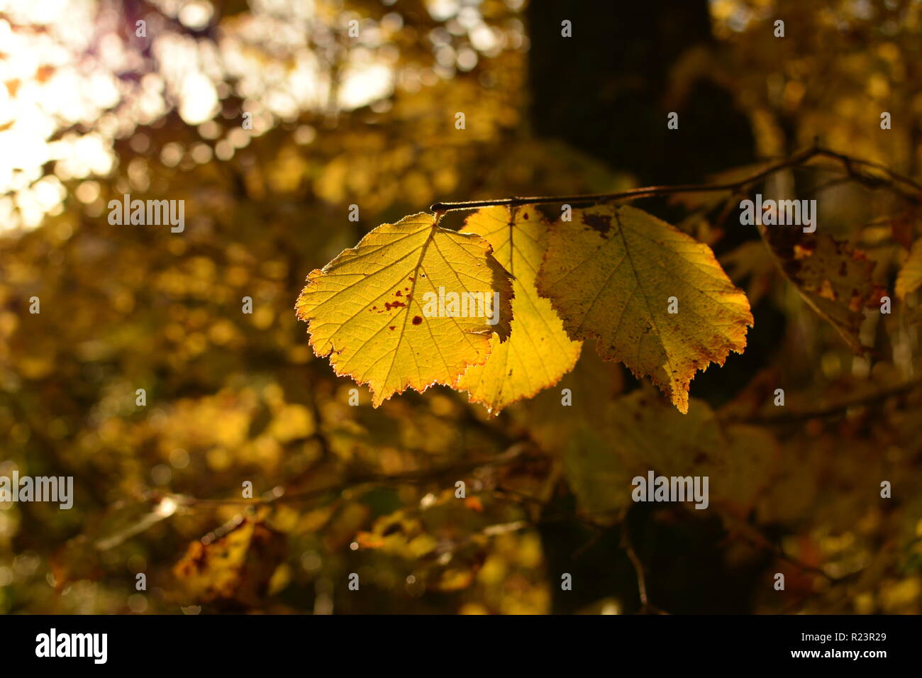 In autunno le foglie di nocciolo illuminata da un sole di setting Foto Stock