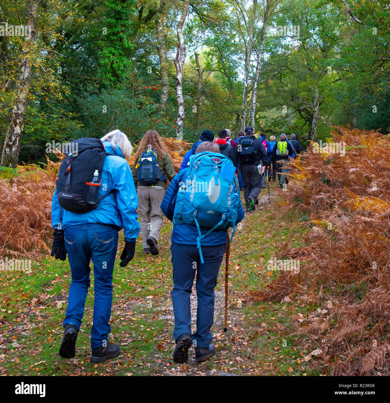 Gruppo di escursionisti facendo una passeggiata guidata in autunno attraverso la New Forest National Park, Hampshire, Regno Unito, Inghilterra Foto Stock