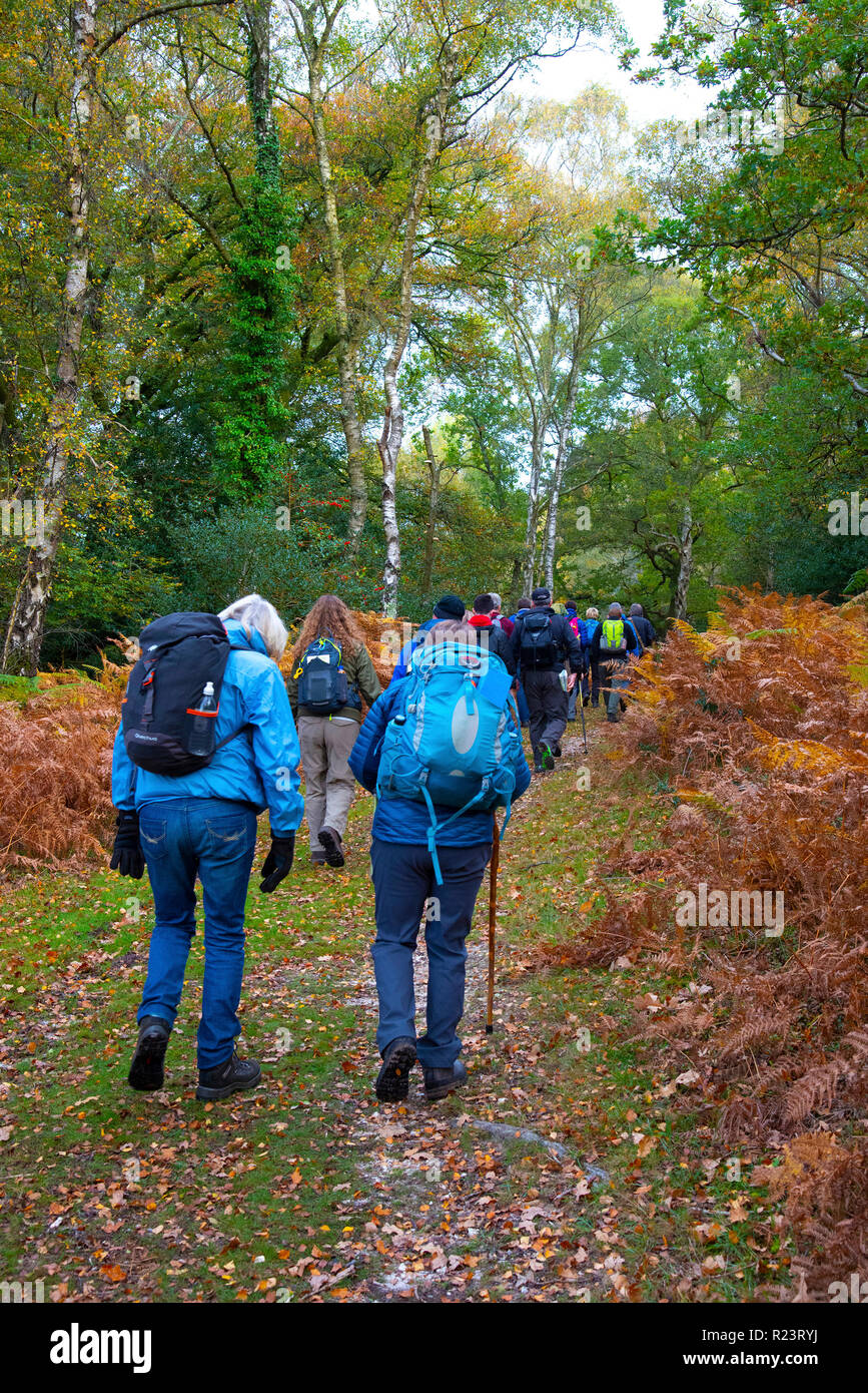 Gruppo di escursionisti facendo una passeggiata guidata in autunno attraverso la New Forest National Park, Hampshire, Regno Unito, Inghilterra Foto Stock