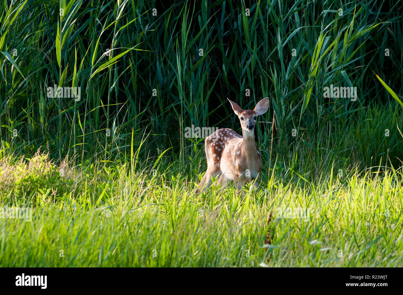 Giovane cervo fotografo macchie sul bordo del fitto sottobosco ad est di Porto del parco statale in Ohio Foto Stock