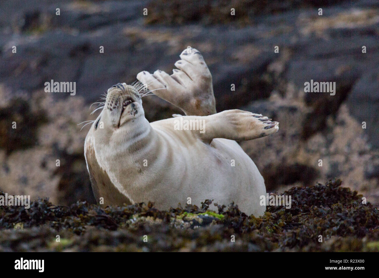 Giovani guarnizione grigio avente un tratto con le pinne in aria, su uno sperone roccioso a farne le isole al largo della costa del Northumberland, Inghilterra. Foto Stock