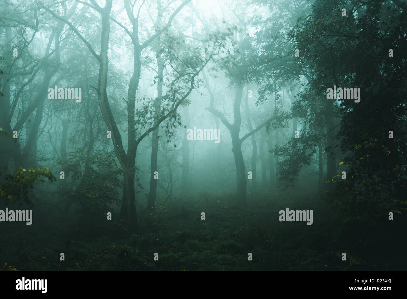 Una foresta spooky su un nebbioso giorno in autunno. Con un freddo modifica blu Foto Stock