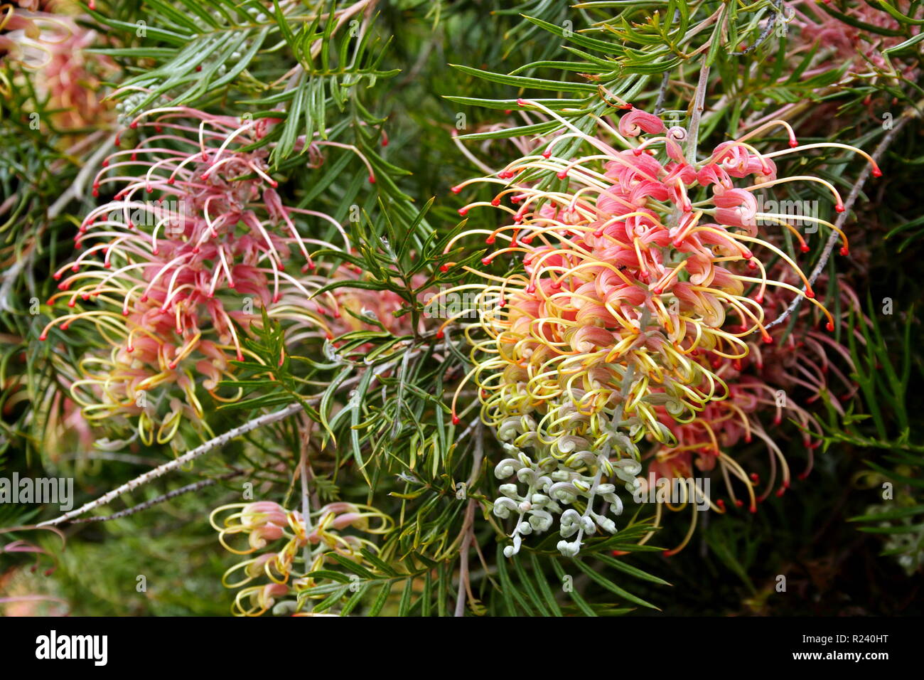 Grevillea "Gelato delle fragole" Foto Stock