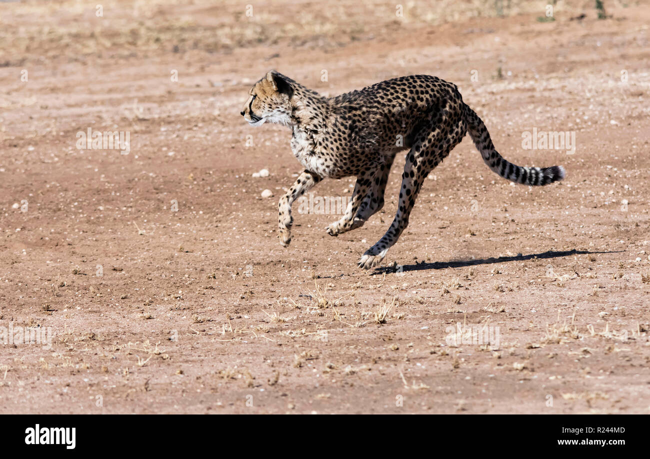 Southern African Cheetah fotografato in Namibia. Foto Stock