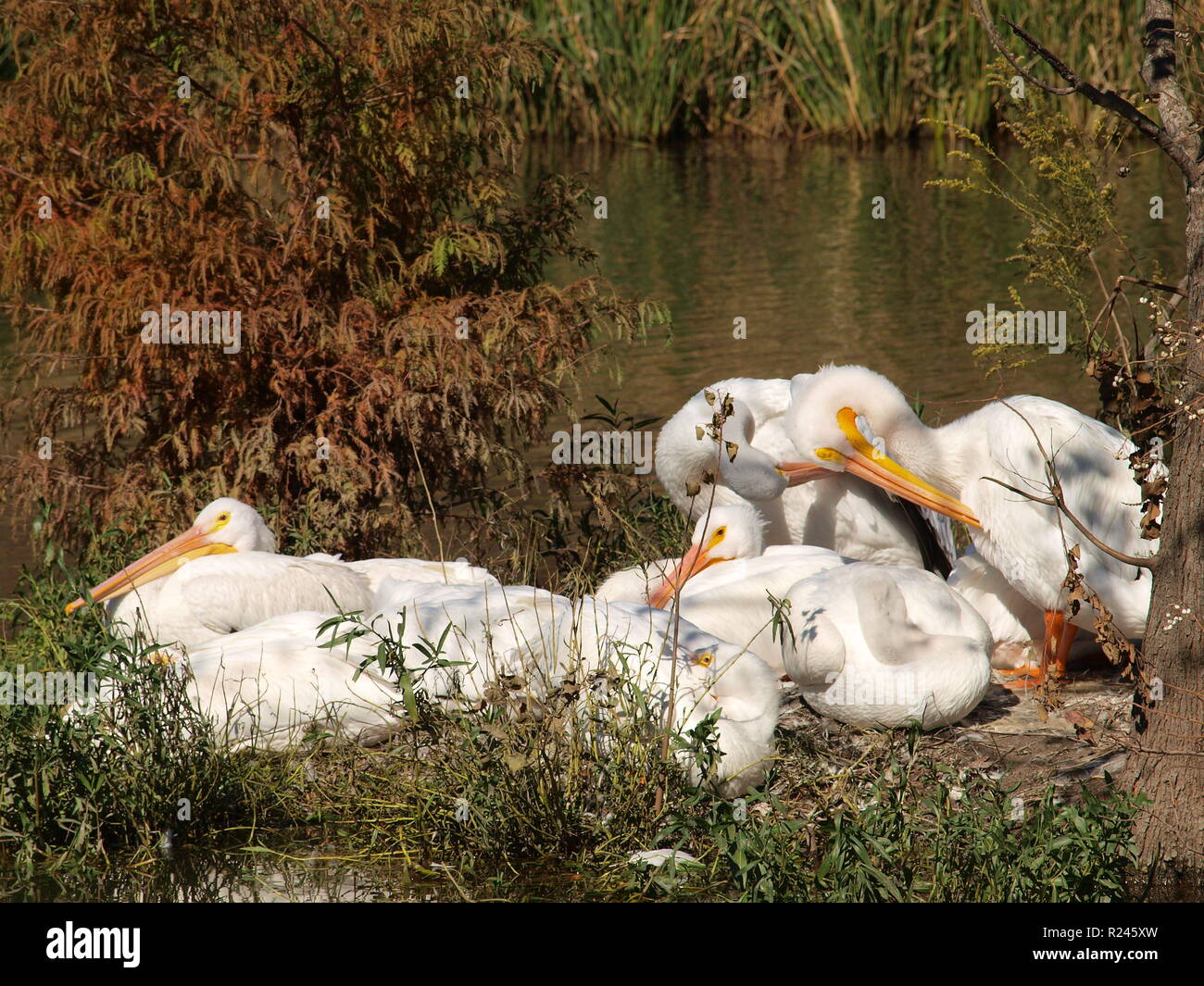 Autunno in Nord Texas  OL7368361 Foto Stock