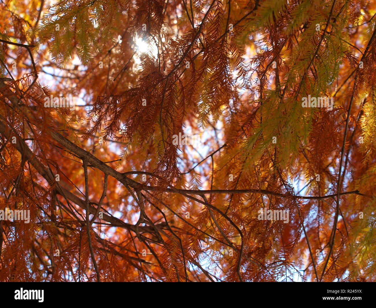 Autunno in Nord Texas  OL7368361 Foto Stock