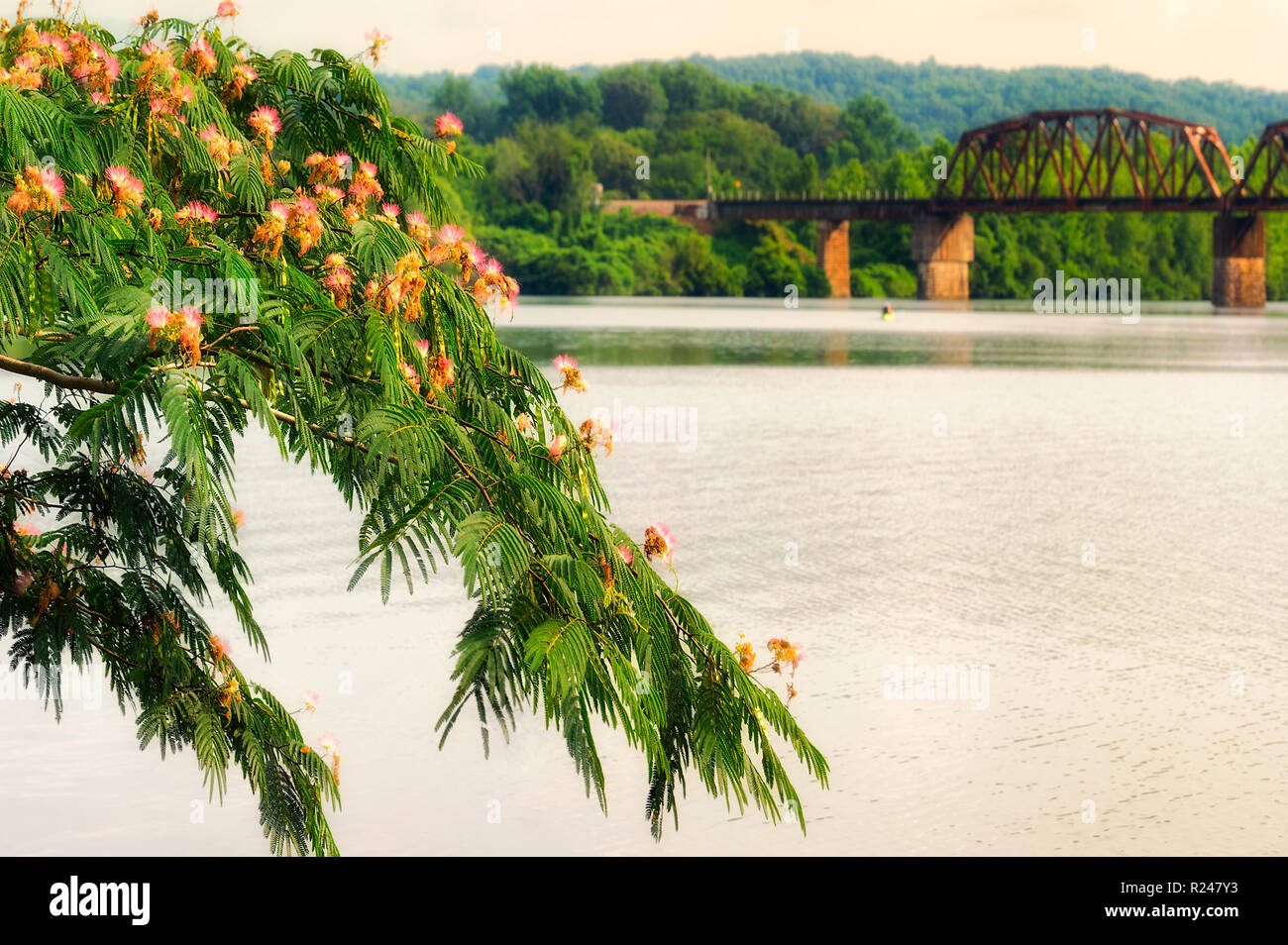 Un ramo di Mimosa in fiore albero pende sulle rive del Melton lago con una vista del pesantemente vegetò colline e ponte in background. Foto Stock