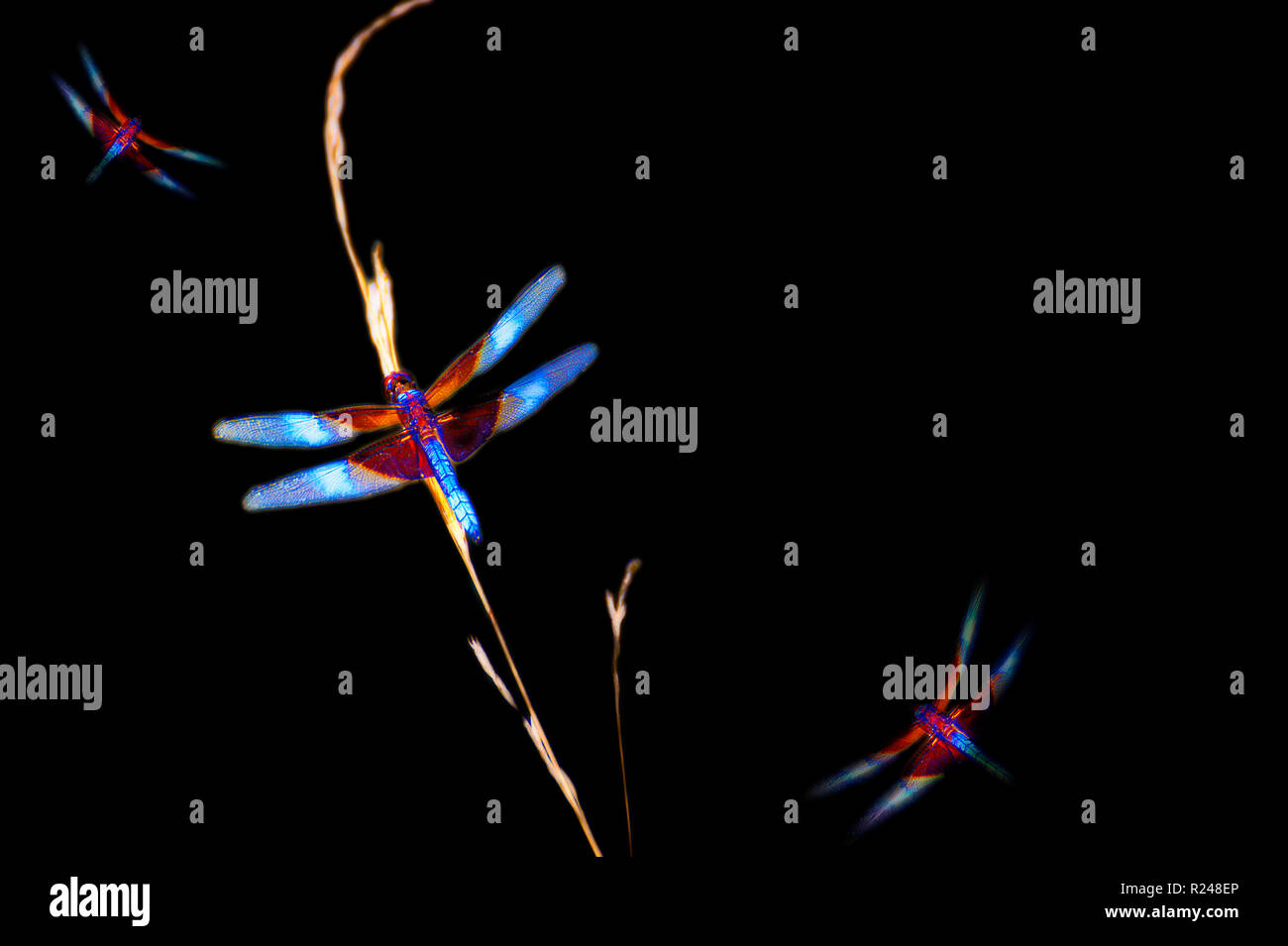 Fotografia di una libellula enhanced e copiato e incollato per aggiungere altri due libellule per uno sfondo nero consentendo copyspace o standalone spa come ima Foto Stock