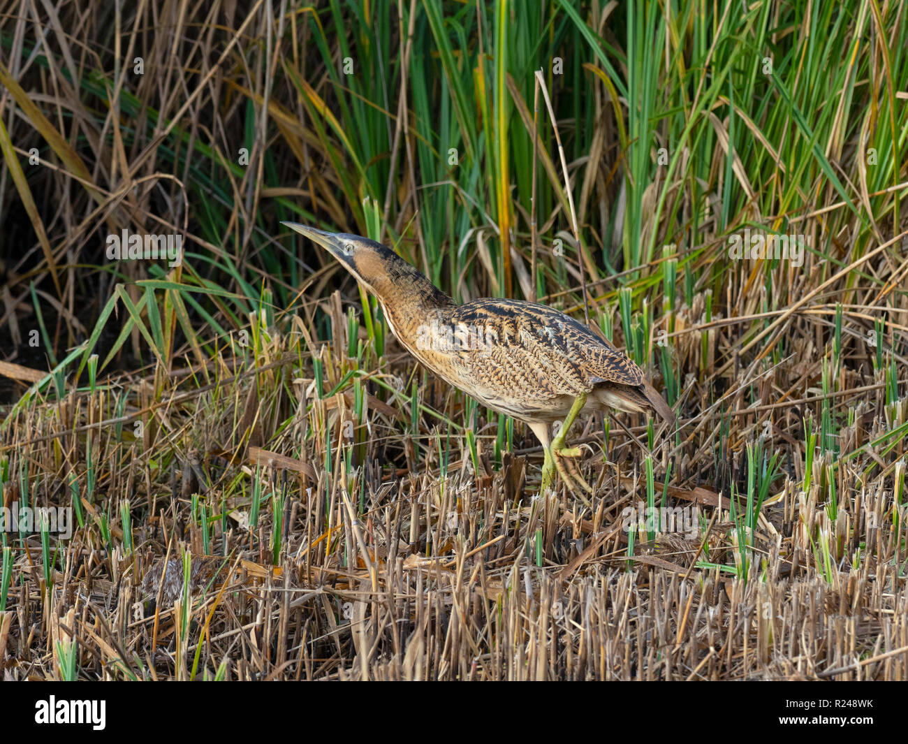 Tarabuso Botaurus stellaris Minsmere alimentazione di riserva RSPB Suffolk Novembre Foto Stock