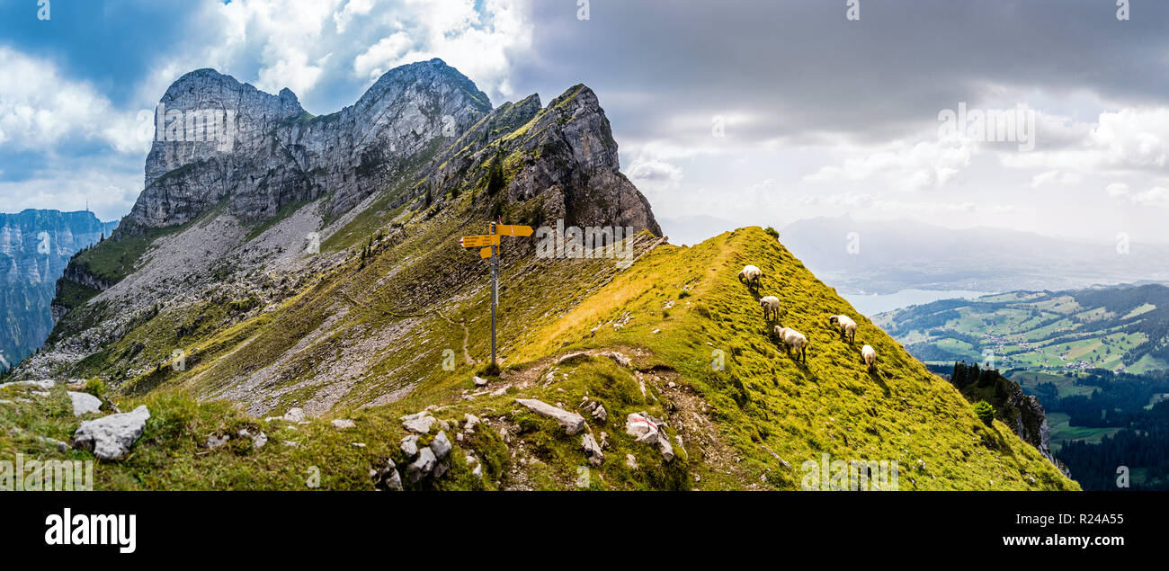 Pecore nella nebbia su un picco di montagna nella Berner Alpi, Svizzera Foto Stock