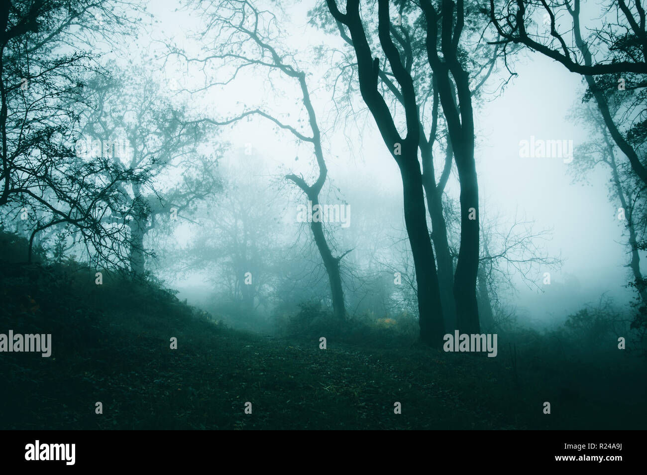 Un percorso attraverso una foresta spooky in inverno in un giorno di nebbia. Con un freddo modifica blu Foto Stock