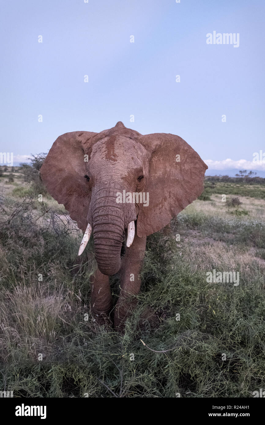 Unico e completamente cresciuta con elefante zanne Samburu riserva nazionale, Kenya, Africa orientale, Africa Foto Stock