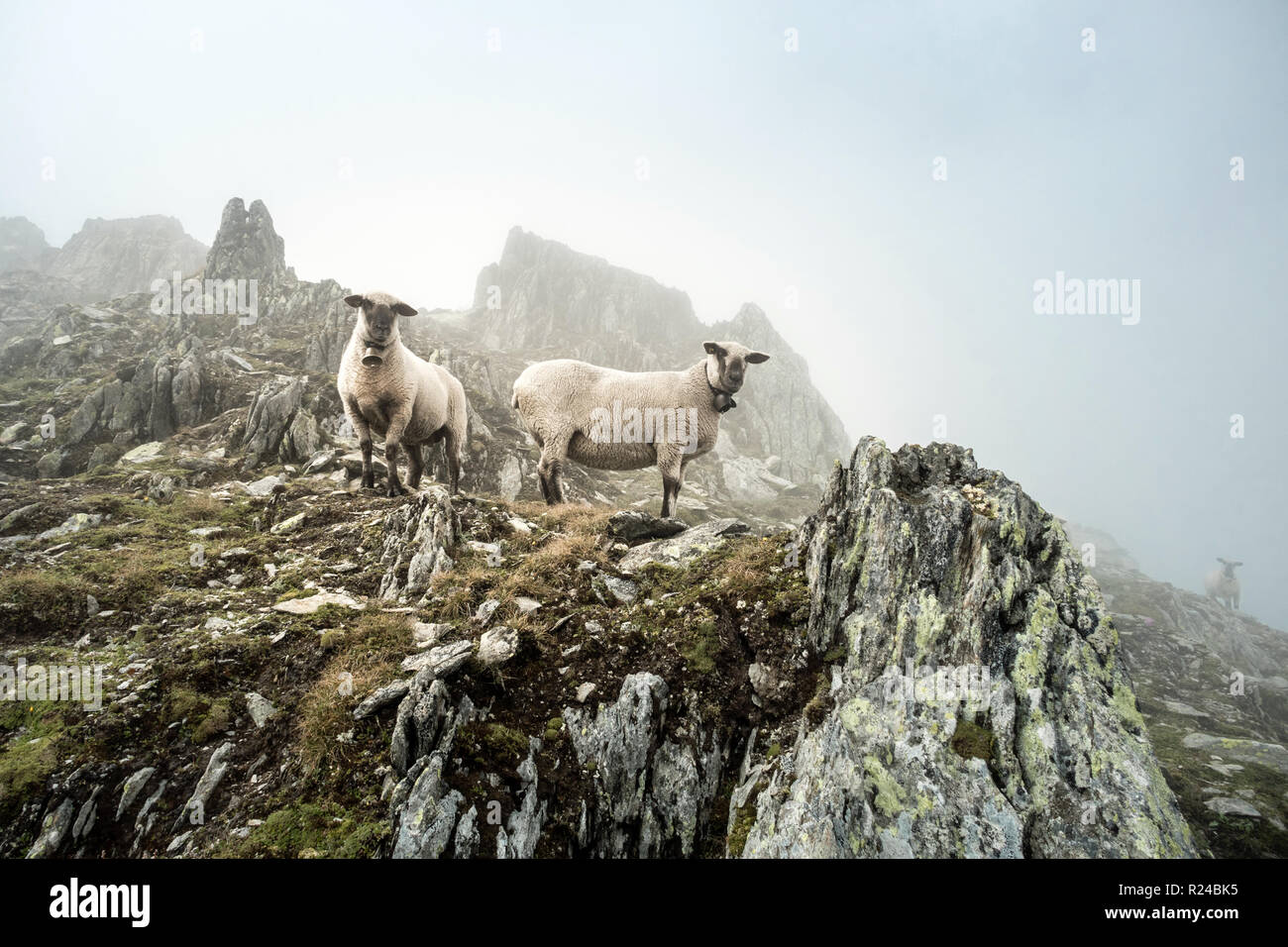 Pecore nella nebbia su un picco di montagna nella Berner Alpi, Svizzera Foto Stock