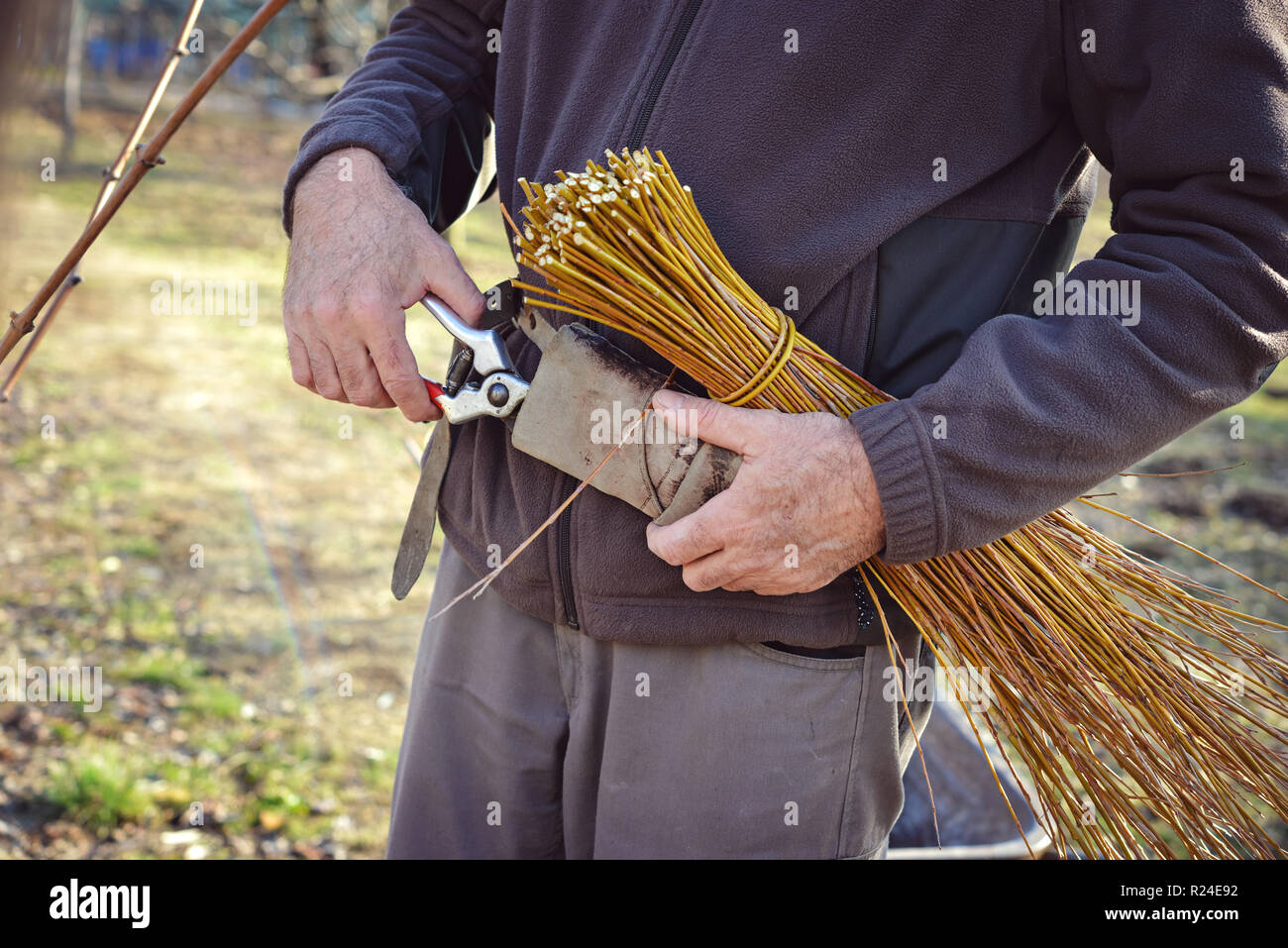 Agricoltore la potatura di vigneti utilizzando forbici, Italia Foto Stock